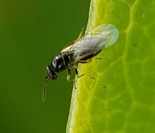 Tetrastichus sp.